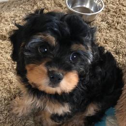 Assorted Doodle Crosses, Cavachons, Cavalier King Charles Spaniels, and Cavapoos from Prairie Puppies