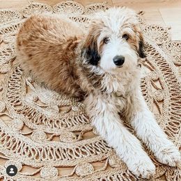 Aussiedoodle, Goldendoodle, Poodle, and Saint Berdoodle Puppies from Rocky Ridge Ranch