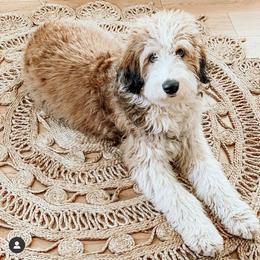 Aussiedoodle, Goldendoodle, Poodle, and Saint Berdoodle Puppies from Rocky Ridge Ranch