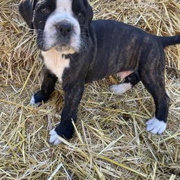 Neptune - Brindle male Boxer puppy in Marion, Montana from Serendipity's European Boxers