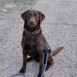 Dilute Retrievers and Labrador Retrievers from Nebraska Strong Labradors