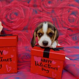 Pink Collar-Nova - Black white and tan female Beagle puppy in Las Vegas, Nevada from Hound Kings