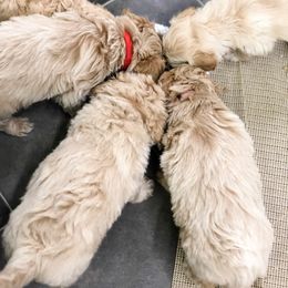 Goldendoodle Puppies from Coal Country Doodles