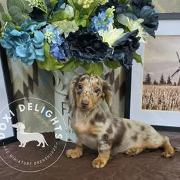 Dachshund Puppies from Doxi Delights AKC Miniature Dachshunds