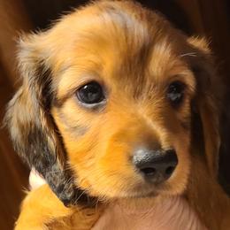 Jayme - Red male Dachshund puppy in Waynesboro, Tennessee from Owl Hollow Farm Miniature Dachshunds