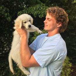Golden Retriever and Goldendoodle Puppies from Lewis Goldens
