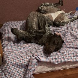 German Shorthaired Pointers and Labradoodles from Shining D Ranch