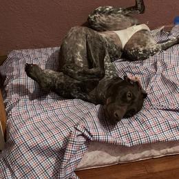 German Shorthaired Pointers and Labradoodles from Shining D Ranch