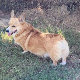 Britta - Red female Pembroke Welsh Corgi puppy in Mead, Oklahoma from White Star Corgis
