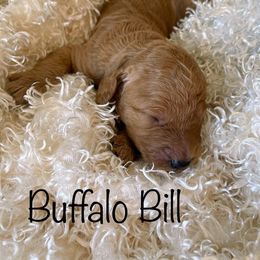 Goldendoodle Puppies from Ming’s Dynasty Doodles