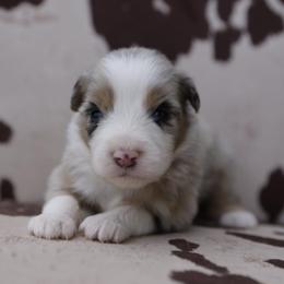 BOO - Blue merle male Australian Shepherd puppy in Star City, Arkansas from Blush & Lace Aussie Co.