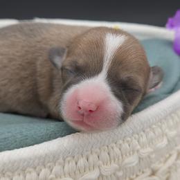 Gingersnap - Sable female Pembroke Welsh Corgi puppy in Dickeyville, Wisconsin from J&R Shepherds & Corgis