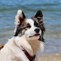 Icelandic Sheepdog Puppies from Valhalla Icelandic Sheepdogs