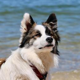 Icelandic Sheepdog Puppies from Valhalla Icelandic Sheepdogs