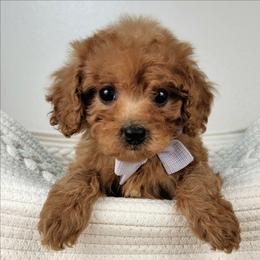 Padme - Red female Cavapoo puppy in Temecula, California from Oodles O'Doodles