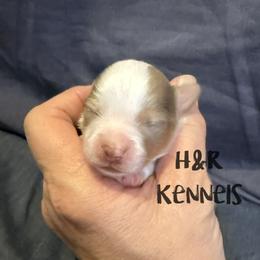Tootsie - Red merle female Toy Australian Shepherd puppy in Luzerne, Iowa from Rouse's Aussies