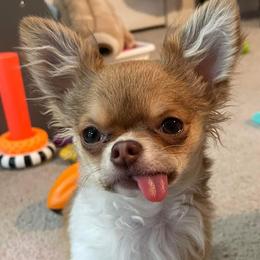 Chihuahua Puppies from B&D Chihuahuas