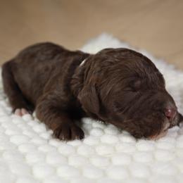 Dove (Beige) - Chocolate female Goldendoodle puppy in Palmetto Bay, Florida from SOMIDOODLES