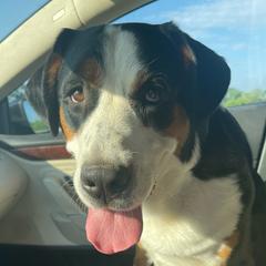 Quinnie  - Greater Swiss Mountain Dog