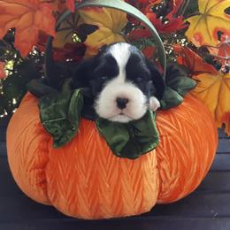 English Springer Spaniel Puppies from Gentry Springers