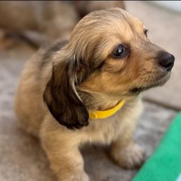 Stribling - Cream male Dachshund puppy in Fairfield, California from Dawson Creek Doxies