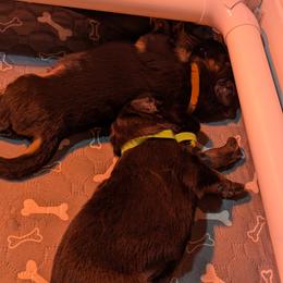 German Shepherd Puppies from McLaughlin German Shepherds