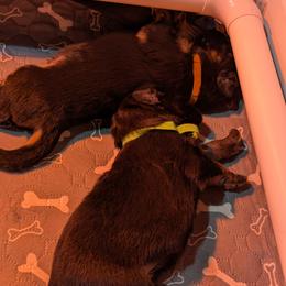 German Shepherd Puppies from McLaughlin German Shepherds