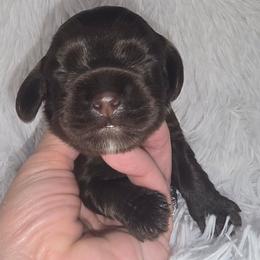 Mocha - Brown male Cocker Spaniel puppy in Florence, South Carolina from Reddick's American Cocker Spaniels