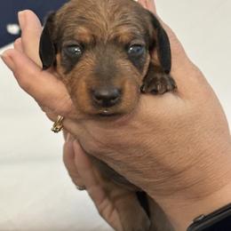 Rose - Red female Dachshund puppy in Pinellas Park, Florida from Chait Miniature Dachshunds