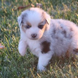 Vegas - Blue merle male Australian Shepherd puppy in Mount Sterling, Ohio from Northern Lights Working Dogs