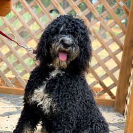Georgia - Bernedoodle