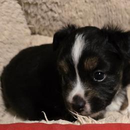 Henry - Black tri male Toy Australian Shepherd puppy in Windom, Texas from Wild Farm Puppies
