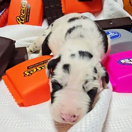 Michael - Harlequin male Great Dane puppy in Gainesville, Florida from Your Cuddly Companions