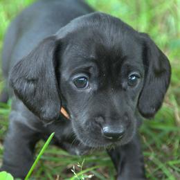 Chen - Black female Dachshund puppy in Griffin, Georgia from Always Trippin' Doxie Life