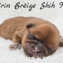 AKC Gold with White Male 2 - Gold male Shih Tzu puppy in Las Vegas, Nevada from Beirin Breige Shih Tzus