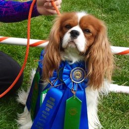 Cavalier King Charles Spaniels from RoyalSpaniel