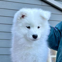 Girl 2 - White and biscuit Samoyed puppy in Denver, Colorado from Queen City Samoyeds