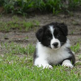 Border Collie Puppies from Shorewind Border Collies