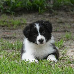 Border Collie Puppies from Shorewind Border Collies