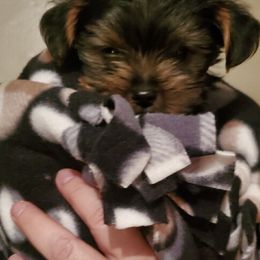 Yorkshire Terrier Puppies from Sweet Fur Babies
