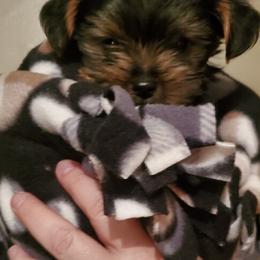 Yorkshire Terrier Puppies from Sweet Fur Babies