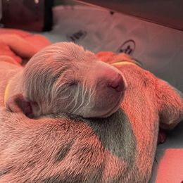 Weimaraner Puppies from Rustic Moon Weimaraners
