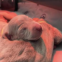Weimaraner Puppies from Rustic Moon Weimaraners