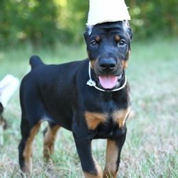 Victory-Storm - Black and rust female Doberman Pinscher puppy in Overton, Texas from Obsidian Kennel