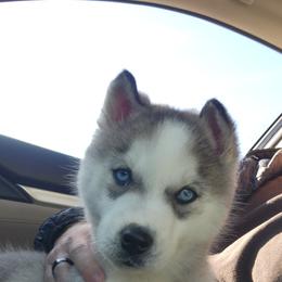 Siberian Husky Puppies from Glacier Run Huskies