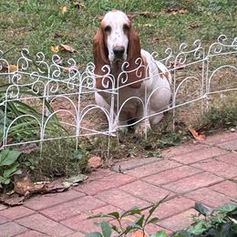 Layla - Basset Hound