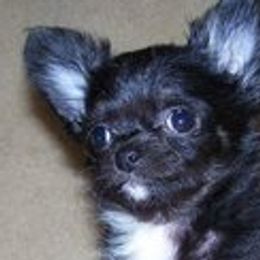 Chihuahuas from Midwest Chihuahuas