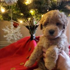 Trixie - Mini Whoodle F2 - Merle female Whoodle puppy in Tomball, Texas from Texas Puppy Dreams LLC dba Whoodles and Co.