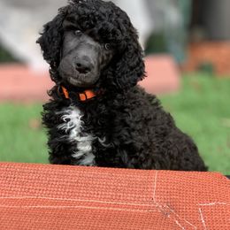 Poodle Puppies from Forest City Standards