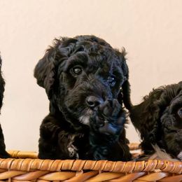 Bear - Black Bernedoodle puppy in Yorba Linda, California from SoCal Doodles